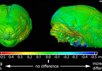 Scientists Have Revealed The Role Of Signals Responsible For Forming Facial Parts In Vertebrates