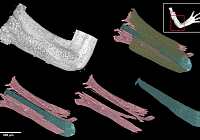 PhD Student Mapped The 3D Cell Distribution In Tissues Of A Developing Salamander