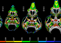 Scientists Contributed To The Explanation Of The Mechanisms Responsible For Face Formation In Vertebrates