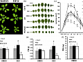 Scientists from CEITEC Examines the Hormonal Core of Plant Development