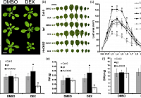 Scientists from CEITEC Examines the Hormonal Core of Plant Development