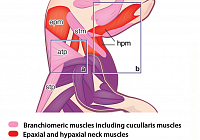 eLife_Pasteur+CEITEC.png