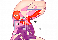 Scientists Have Discovered How Vertebral Neck Muscles Are Formed. Thanks to the Institute Pasteur and CEITEC Cooperation