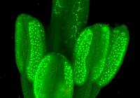Czech Leading Scientists Join their Colleagues. They Ask the EU to Enable the Use of New Methods of Plant Genome Editing