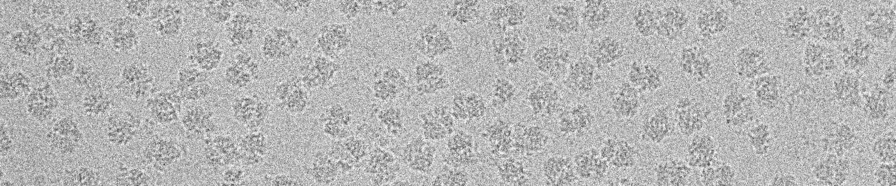 Structural Biology of Coupled Transcription-Translation - Gabriel Demo