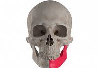 Bone Replacements Will Be Printed on the 3D Printer