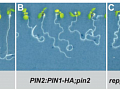 How Roots Grow Downwards: Mystery of Lipid Asymmetry Influencing Plasma Membrane Protein Delivery Was Uncovered
