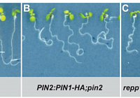 How Roots Grow Downwards: Mystery of Lipid Asymmetry Influencing Plasma Membrane Protein Delivery Was Uncovered