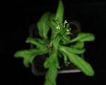 Plant Sciences Core Facility