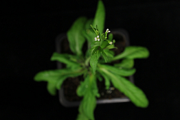 CF: Plant Sciences Core Facility