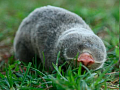 What Is the Secret of the Extraordinary Longevity and Healthy Aging of a Blind Mole-Rat?
