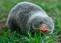 What Is the Secret of the Extraordinary Longevity and Healthy Aging of a Blind Mole-Rat?