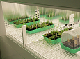 Phytotron CLF with closed cultivation banks