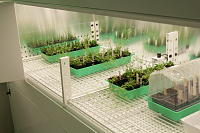 Phytotron CLF with closed cultivation banks