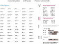 New versatile genetic test for lymphoid neoplasms supports personalized management of patients and further research