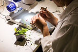 Genomics and Proteomics of Plant Systems