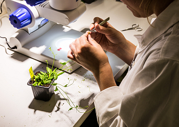 Genomics and Proteomics of Plant Systems